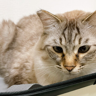 身体すりすりが好きな長毛のオス