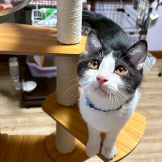 鍵しっぽがチャームポイント★いくらくん