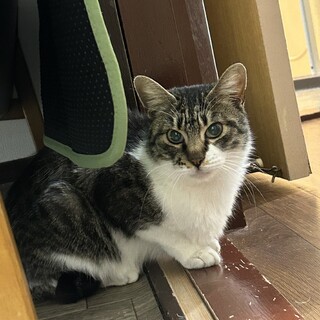 生後５ヶ月前後の女の子です。