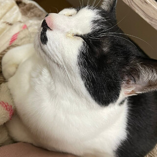 分かりやすいゴロゴロ音の甘えんぼうなオス