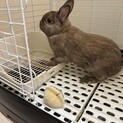 ネザーランドドワーフの男の子