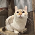 珍しいパステル色の三毛猫みこしちゃん