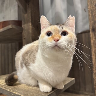 珍しいパステル色の三毛猫みこしちゃん