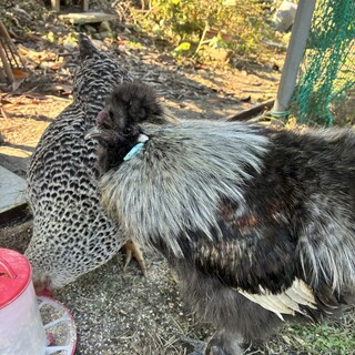 2025/6/14生まれ　烏骨鶏♂雑草取りに