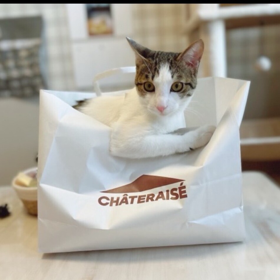 しーちゃんのカバー写真