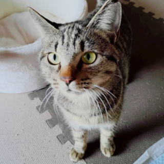 元気いっぱい、よく遊びます！寿（こと）ちゃんです