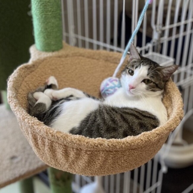 北野ですのカバー写真