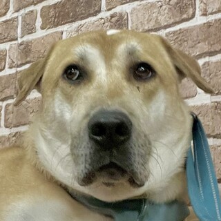 優しく賢い大きな男の子ジョナサン