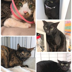 「5匹の医療について」サムネイル1