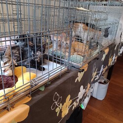 本気の譲渡会 サムネイル2