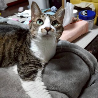 ブラッシングが大好き❤︎むぎちゃん