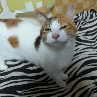 家の事情で飼えなくなりました