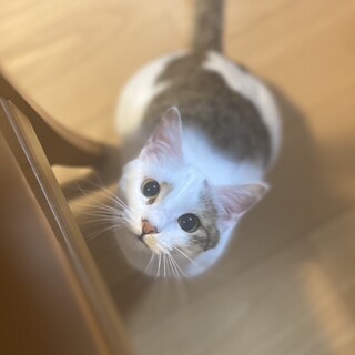 くりっとおめめのお転婆にゃんこ♡ぺこリンです！