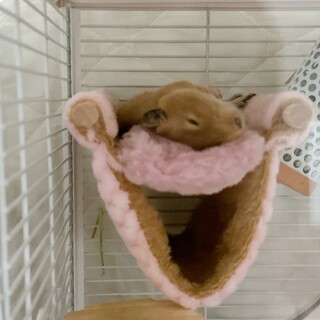 【決まりました】デグー 