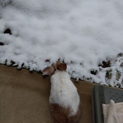 「2月8日 雪、見たことあるけど初めて触る」サムネイル2