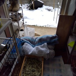 「2月8日 雪、見たことあるけど初めて触る」サムネイル3