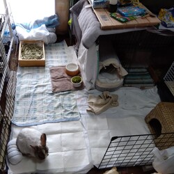 エンペラーのおウチ