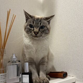 田んぼ道で保護したシャムトラくん