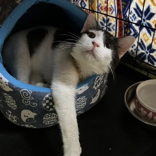 可愛い　ギンモくを