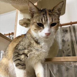 可愛らしい三毛猫ファラちゃん