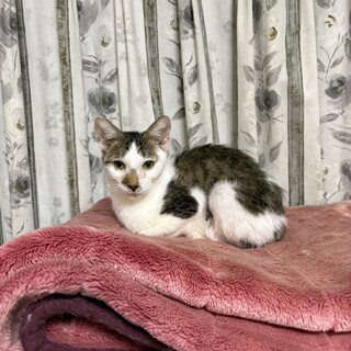 小柄な雉白パダくん