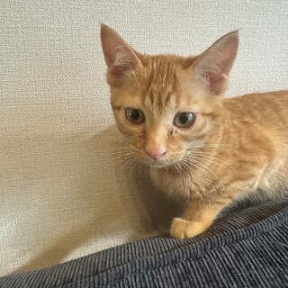 元気いっぱいの茶トラです