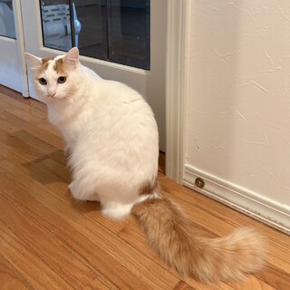 可愛い茶白のシフォンちゃん