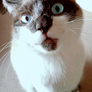 大人しめで優しい 青い目の桜ちゃんです