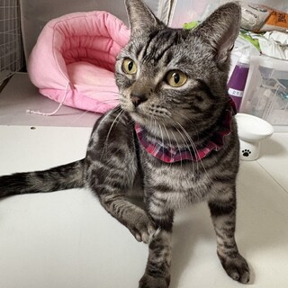 【アメショMIX】活発で探検大好き★カクテルくん