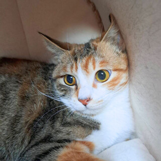 大人しい美猫の三毛猫ちゃん