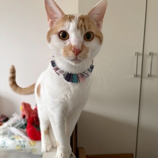 とっても甘えん坊で抱っこが大好き★ポトフくん