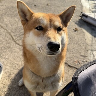 1歳3ヶ月の男の子／人懐っこいワンちゃん里親募集