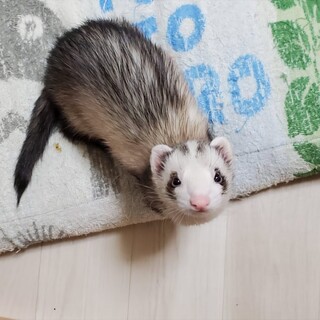 ネザーランドビックライン♂