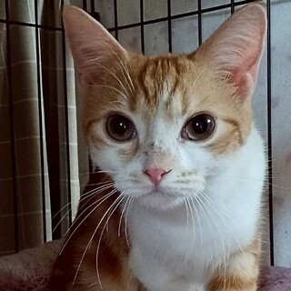 【アメショMIX】おめめクリクリ♡ぼたんちゃん