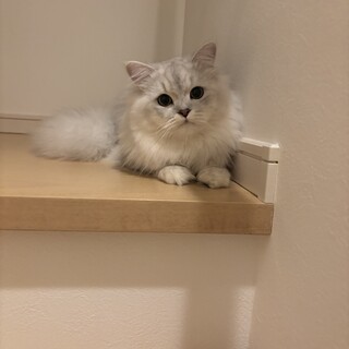 甘えん坊ペルシャ（オス）の里親募集してます。