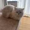 甘えん坊ペルシャ（オス）の里親募集してます。 サムネイル2