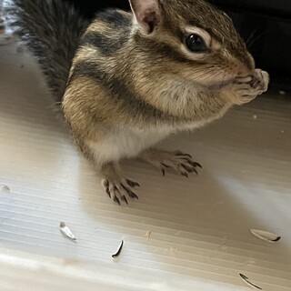 シマリス！マロンちゃん