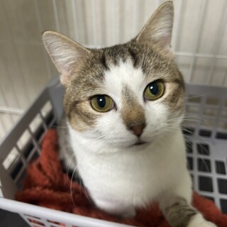 【マンチカンMIX】大きなお顔に短い手足★Q太郎