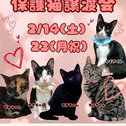 ★猫の未来とびら譲渡会★東銀座徒歩2分★東劇隣