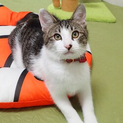 ★猫の未来とびら譲渡会★東銀座徒歩2分★東劇隣 サムネイル3