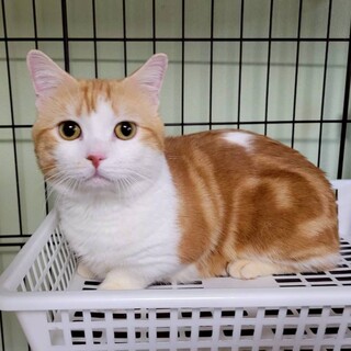 【マンチカン×アメショ】丸いお顔とお目目★きなこ