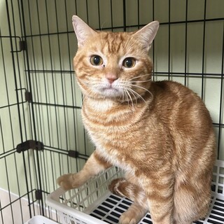 【アメショMIX】大人しい男の子★ハルくん