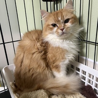 【マンチカンMIX】ふわふわ長毛の男の子★ブラウン