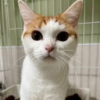 【マンチカンMIX】元気ハツラツ♡ロンちゃん