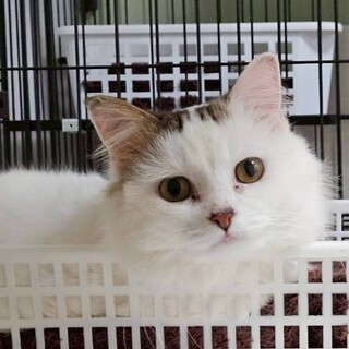 【マンチカンMIX】モフモフ長毛★モーガンくん