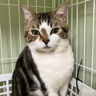 【アメショMIX】優しい男の子★おうじろうくん