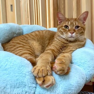 人馴れ抜群！甘えん坊★てんきちくん