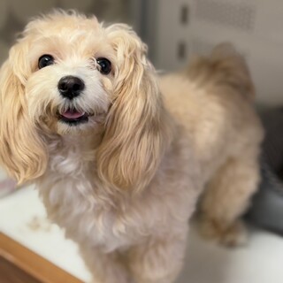 2歳のマルプー女の子