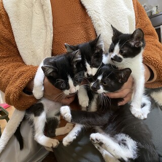 甘えん坊　ハチワレ猫　優しい家族募集中