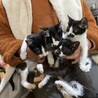 甘えん坊　ハチワレ猫　優しい家族募集中 サムネイル2